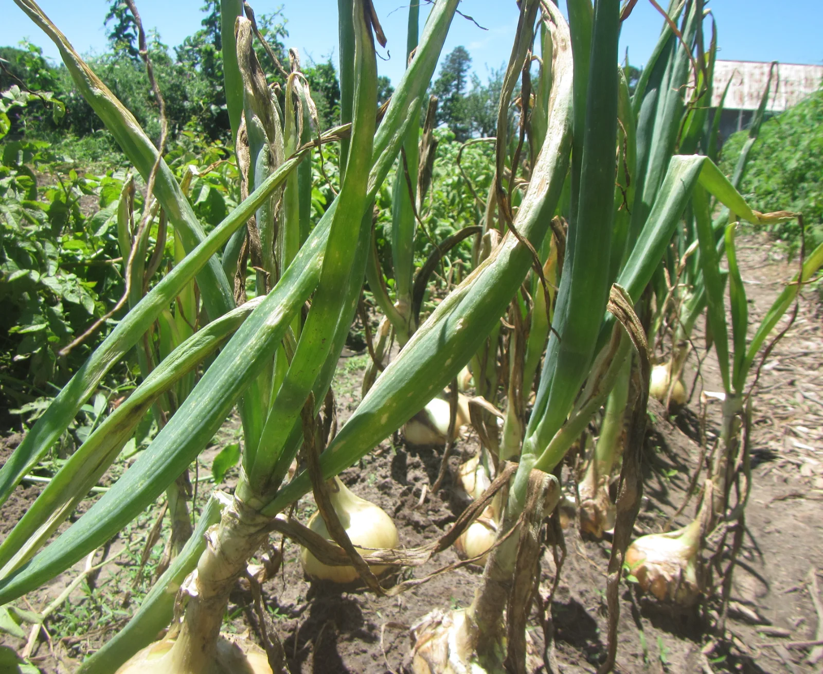 onions  one week to go.webp