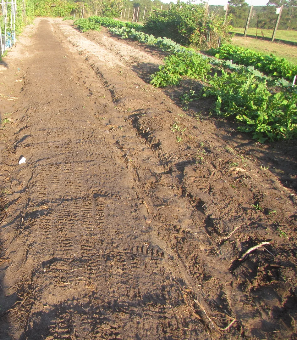 onions seeded 2024.webp