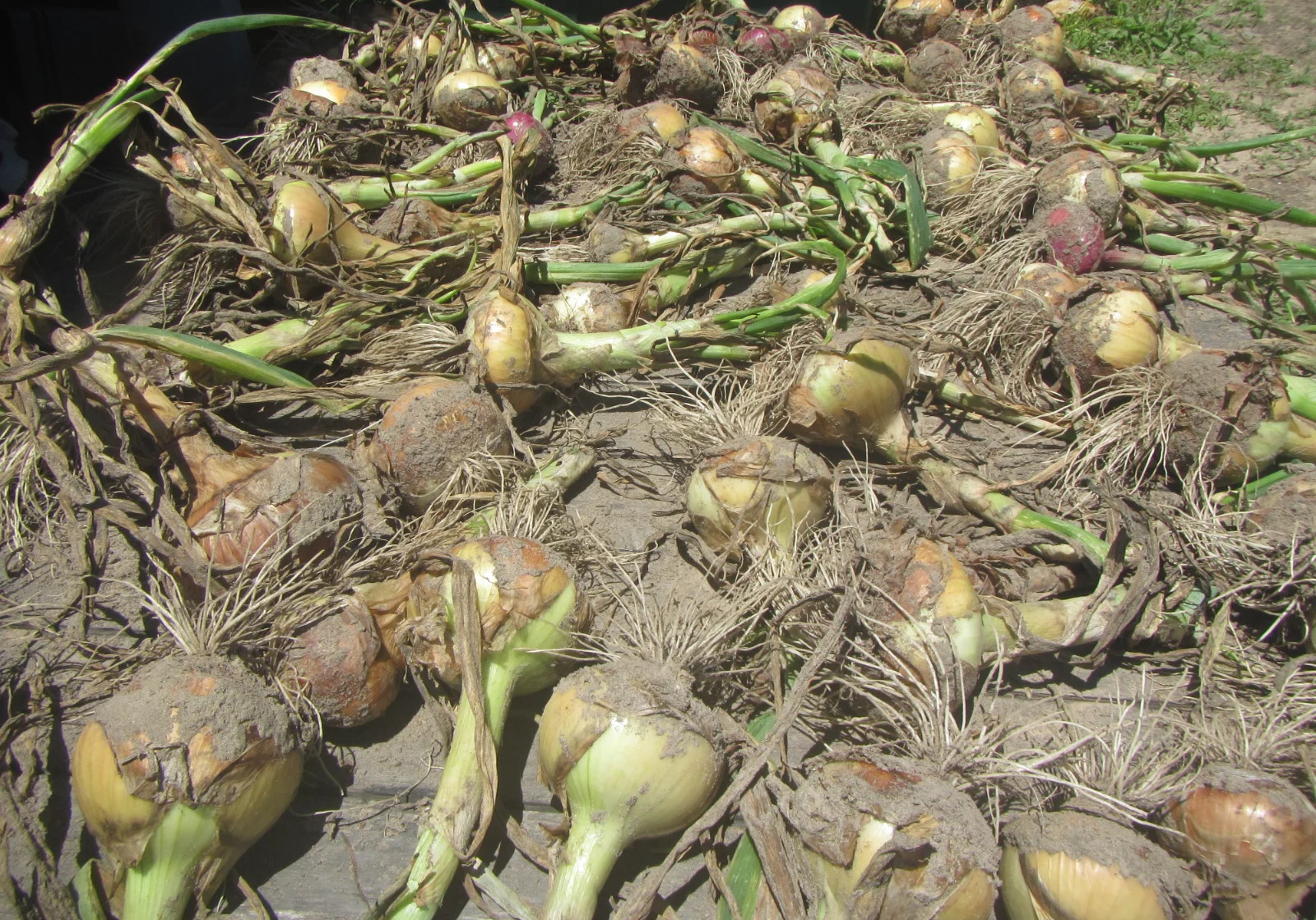 onions sun drying.webp