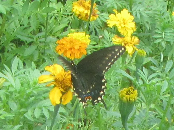 Palamedes Swallowtail.webp