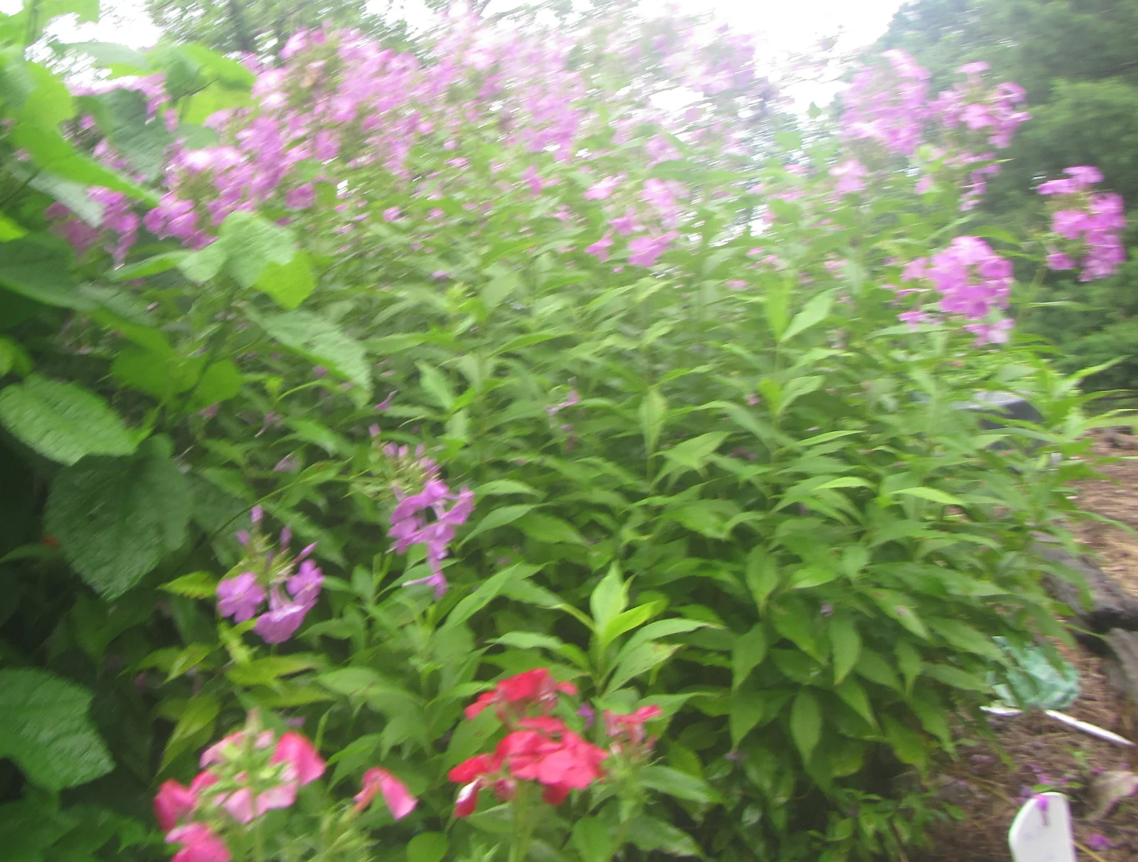 phlox red.webp