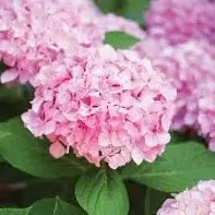 pink hydrangea.webp