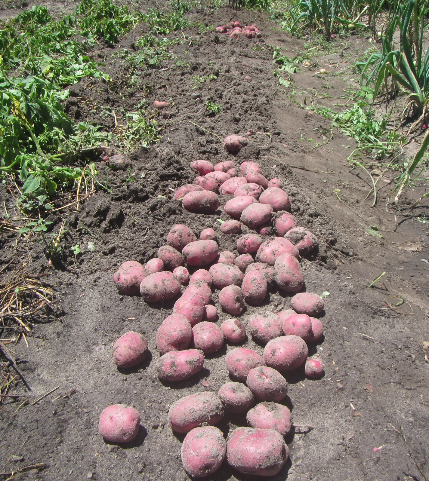 potato digging.webp