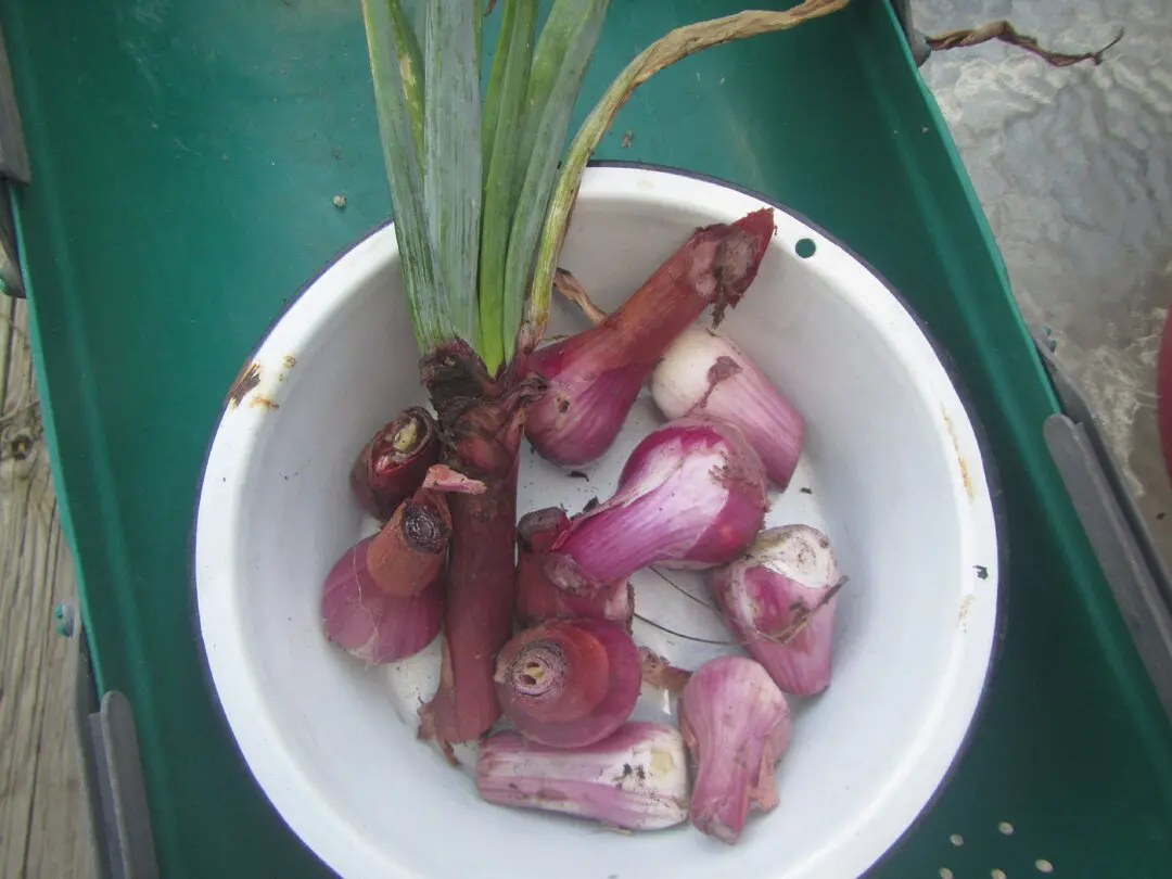 red onions late.webp