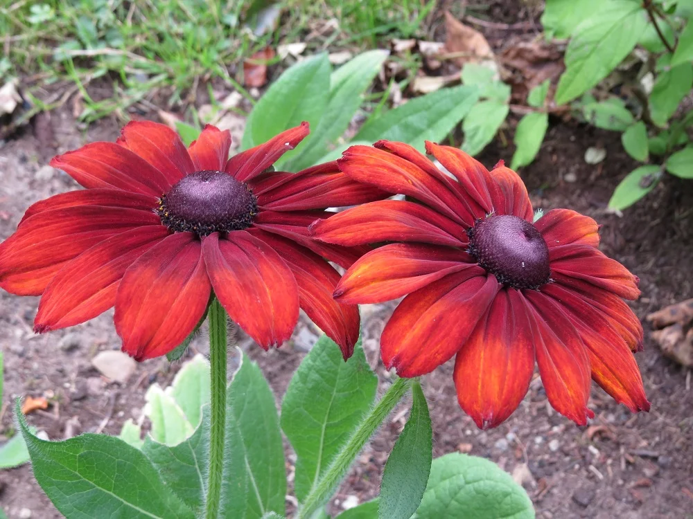 Rudbeckia hirta 'Cappuccino' (1).webp