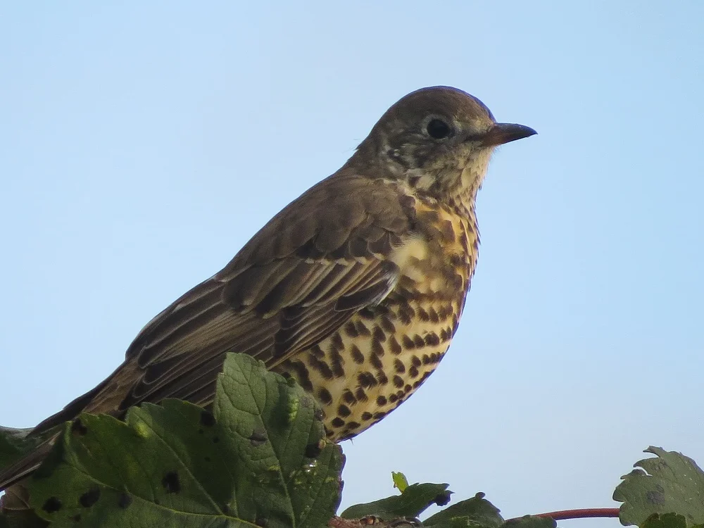 Song Thrush 2.webp