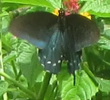 spicebush swallowtail 2.webp