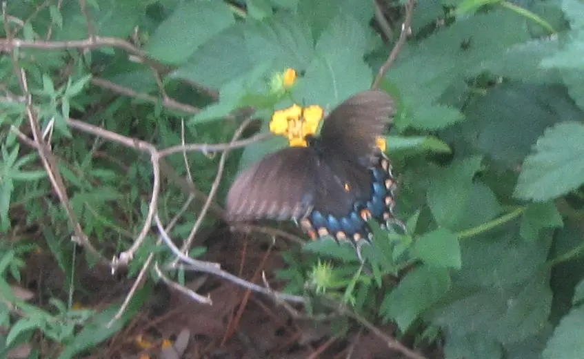 spicebush swallowtail 2.webp