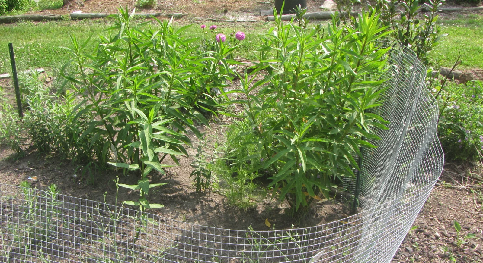 swamp milkweed.webp