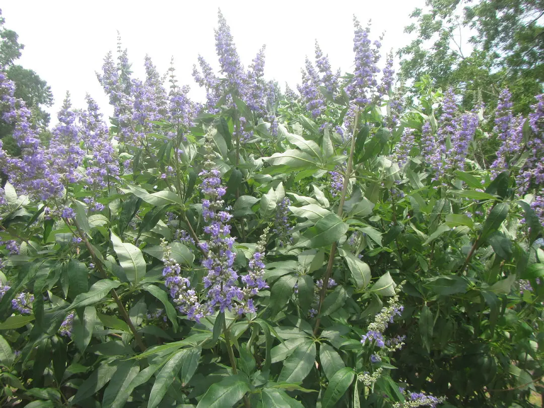 texas lilac .webp