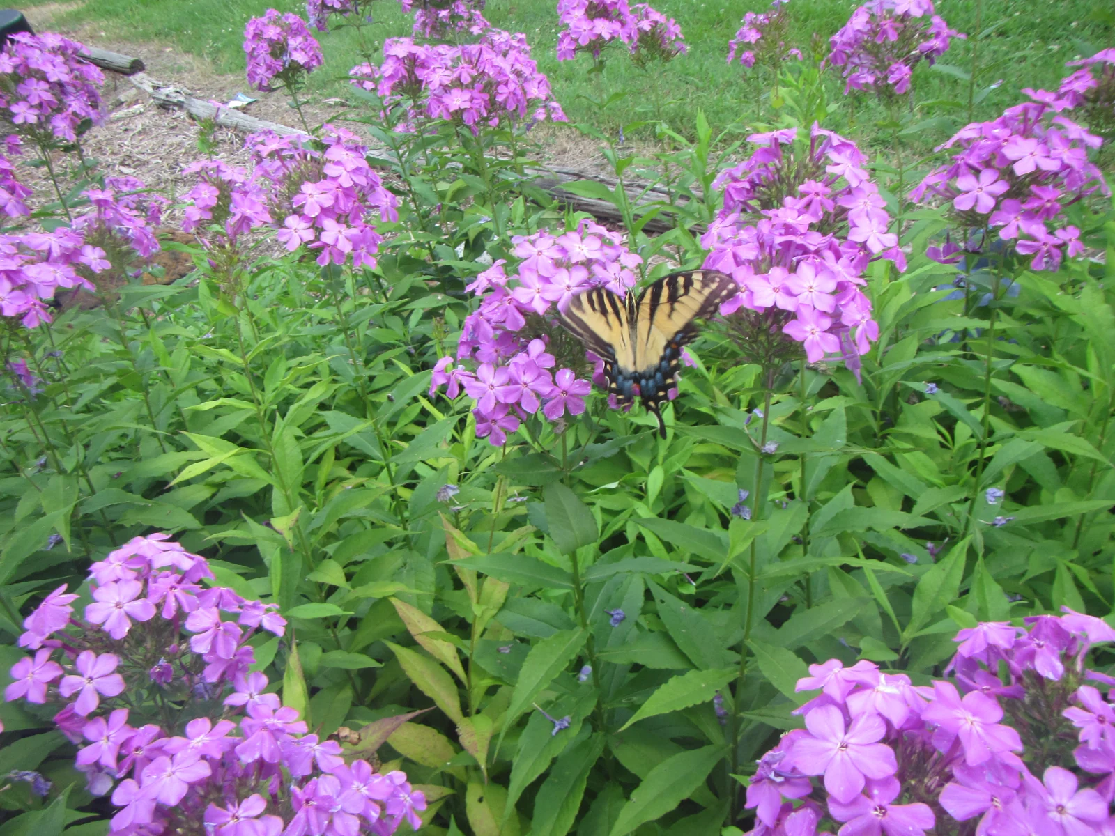 Tiger Swallowtail (Papilio glaucus).webp