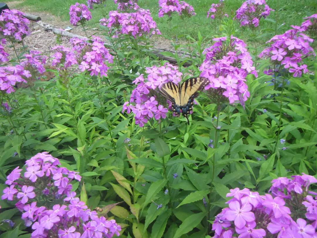 Tiger Swallowtail (Papilio glaucus).webp