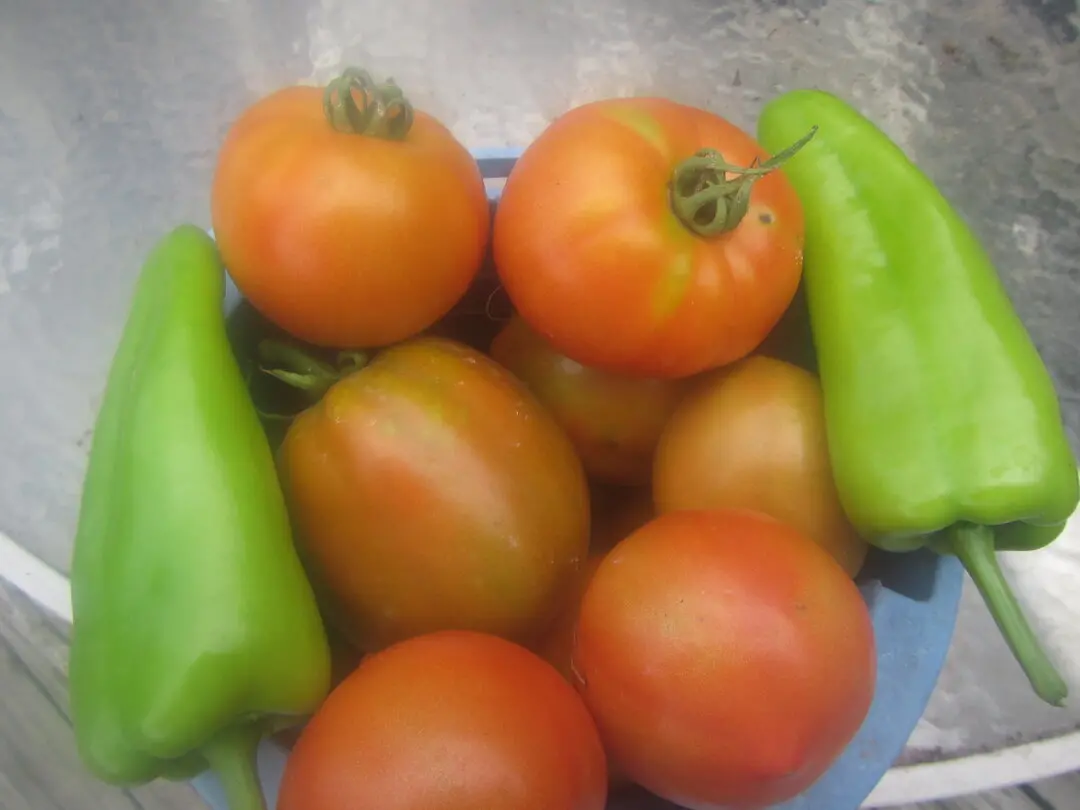 tomatoes and peppers.webp