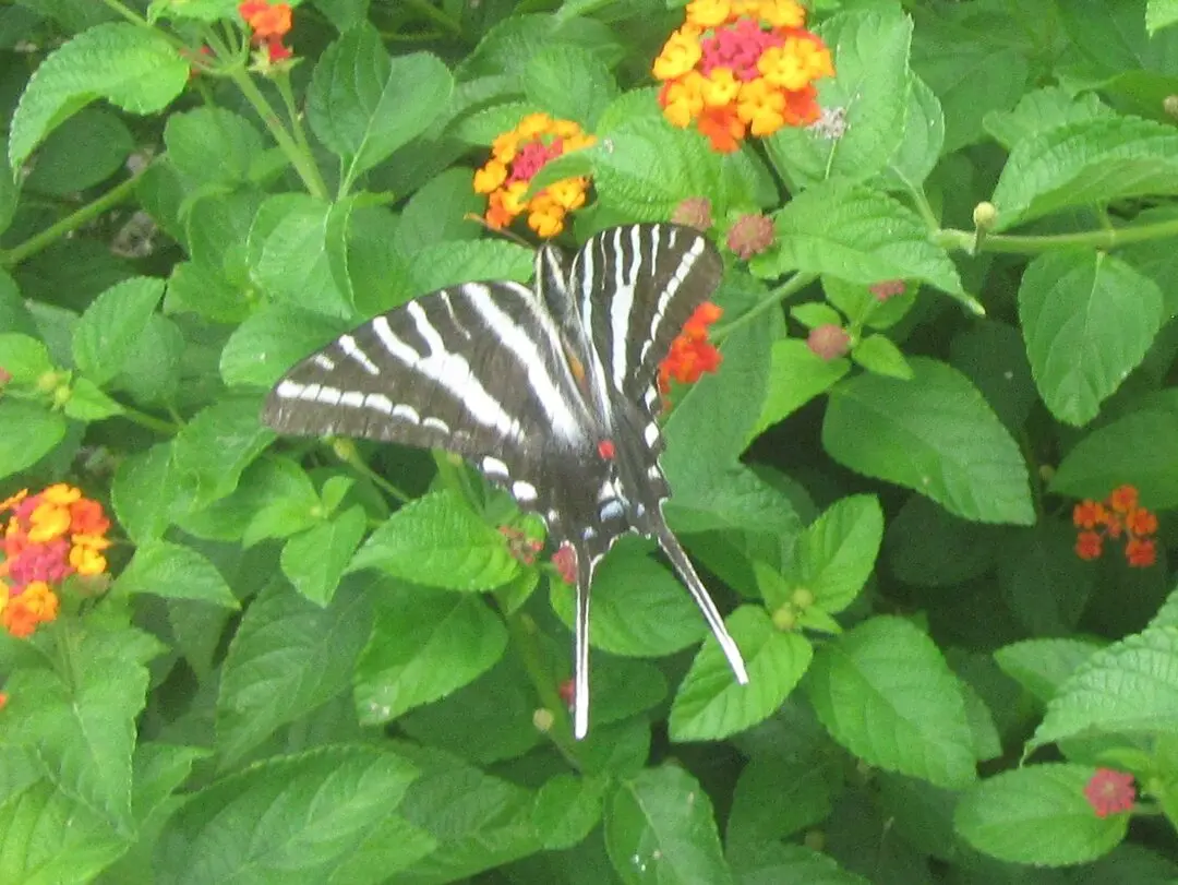 zebra swallowtail.webp