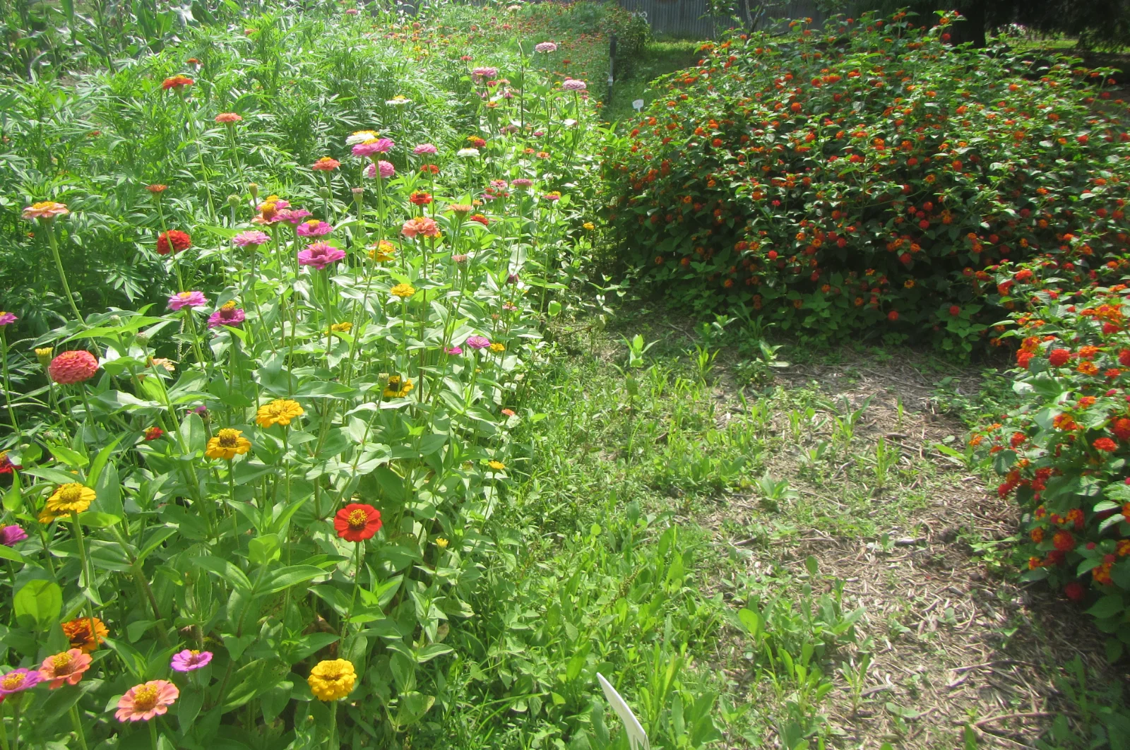 zinnias and lantana.webp